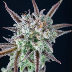 Semillas Strawberry Banana Feminizada