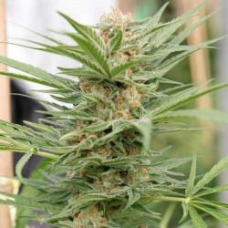 Semillas Psycho killer Feminizada