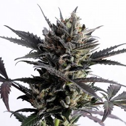 Semillas Lemon Haze Feminizada